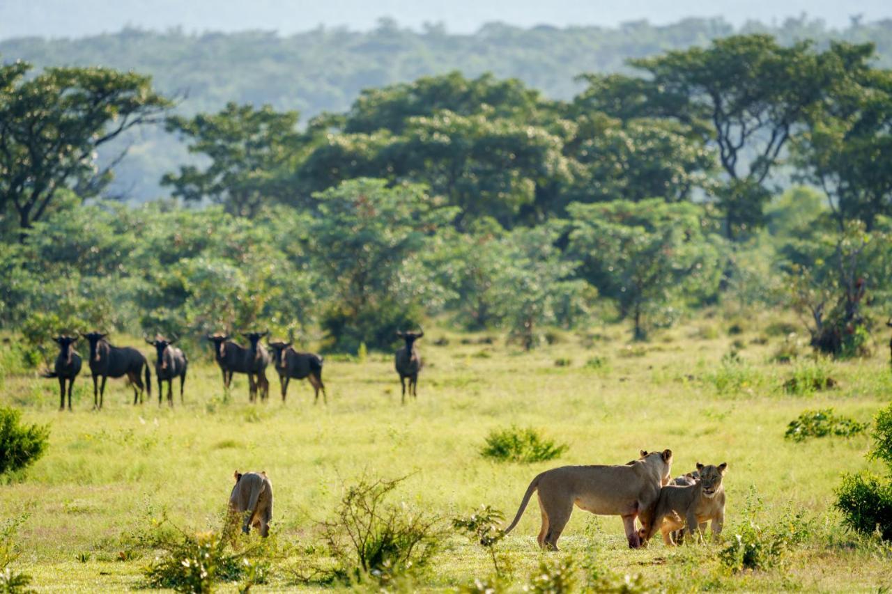 Elephants Crossing Réserve animalière Welgevonden Extérieur photo
